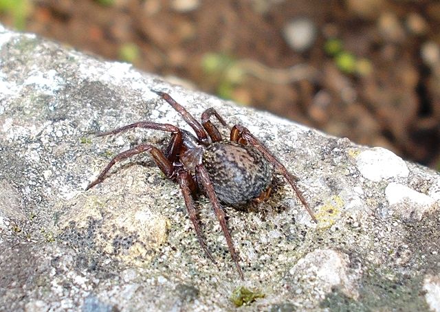 Lycosoides coarctata - Caniparola (MS)